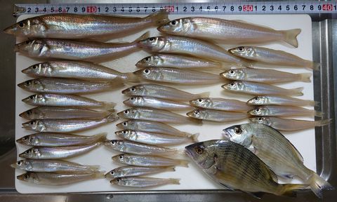 2022年9月17日の釣果