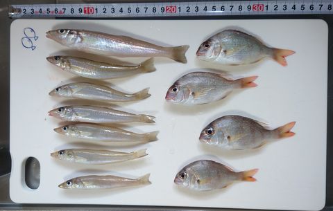 2023年9月24日の釣果