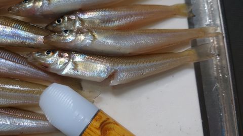 2024年4月28日 フィッシュイーターに腹を食われたキス