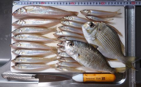 2025年4月20日の釣果