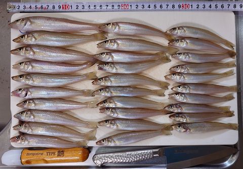 2025年7月12日の釣果