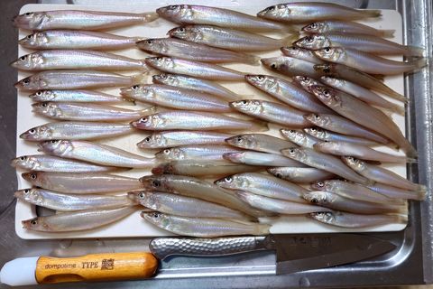 2026年6月14日の釣果 その二